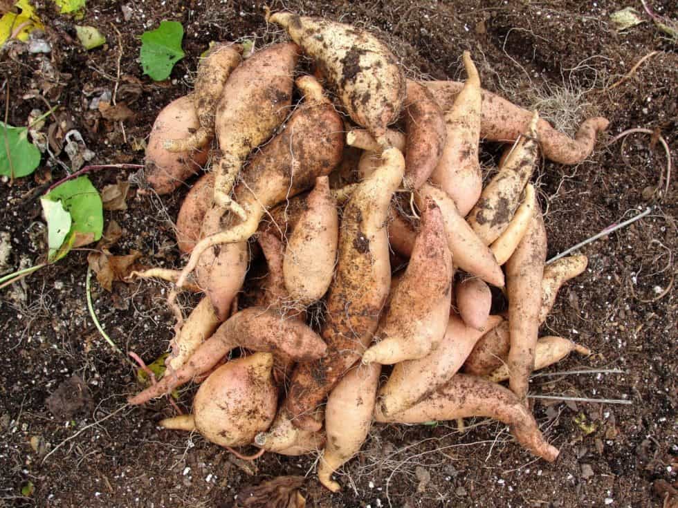 How Are Sweet Potatoes Used in Texas Today?